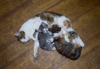 Calico cat feeding kitten milk. Breast-feeding. Kittens cat suck tits.