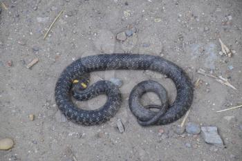 Grass snake, crawling along the ground. Non-poisonous snake. Frightened by the Grass snake.