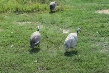 Guinea fowl on the green grass. Guinea fowl - poultry in the village courtyard.