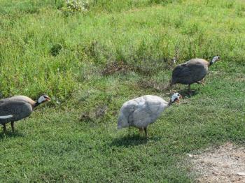 Guinea fowl on the green grass. Guinea fowl - poultry in the village courtyard.