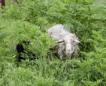 Sheep in a thicket of grass. Sheep chews grass.