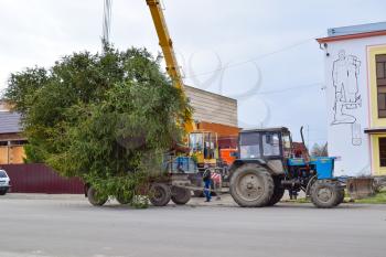 Russia, Poltavskaya village - January 21, 2016 Dismantling the Christmas tree