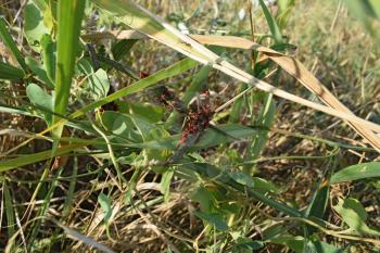Firebugs mating and walking backwards. Spring nature fire bug red insects macro. Red bugs in the grass.