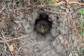 Log into the slot vespula vulgaris. Wormhole leading to the hornet's nest in the ground. Jack predatory wasps.
