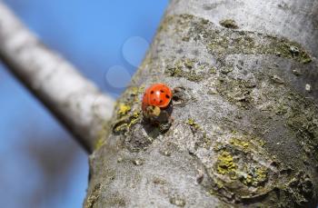 Ladybird on a tree. Ladybug with black spots on the wings.