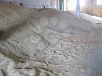 Heap of grains of barley and wheat in stock. Storage of grain crop before delivery to the consumer.
