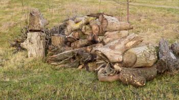 A small pile of firewood stacked. Old Hemp, affected by fungi and lichen. Firewood for baths and fires.