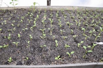 Seedlings in the greenhouse. Growing of vegetables in greenhouses