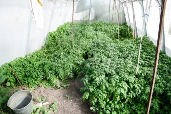 Seedlings of tomato. Growing tomatoes in the greenhouse. Seedlings in the greenhouse. Growing of vegetables in greenhouses