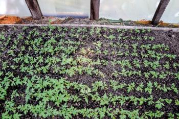 Seedlings of tomato. Growing tomatoes in the greenhouse. Seedlings in the greenhouse. Growing of vegetables in greenhouses
