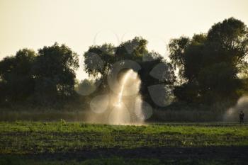 Irrigation system in field of melons. Watering the fields. Sprinkler.