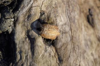 Ootheca mantis on a tree stump. The eggs of the insect laid in the cocoon for the winter are laid.