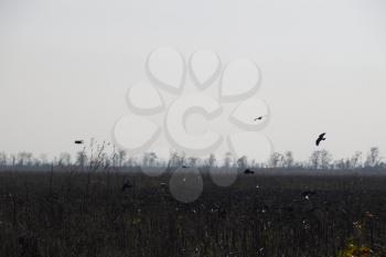 Crows circling above the plowed field in search of worms.
