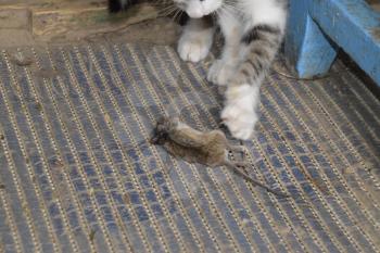 The cat caught the mouse. The cat eats the caught mouse. Home Hunter.