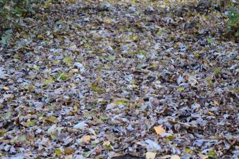 The leaves are yellow on the ground. Autumn leaf fall.