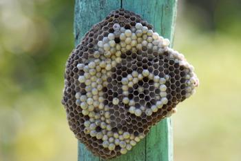 Wasp nest attached to a wooden board. Wasps polist. The nest of a family of wasps which is taken a close-up.