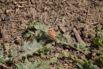The Small tortoiseshell on the plant. Spring butterflies flying.