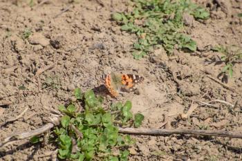 The Small tortoiseshell on the plant. Spring butterflies flying.