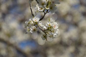 Flowering pear. White pear flowers on the branches of a tree.