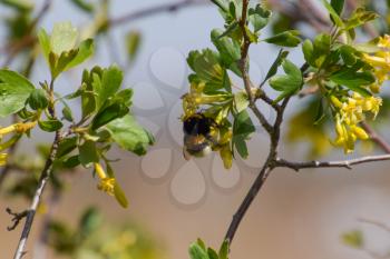 Bumblebee on the flowers of golden currant. Plant pollination by insects.