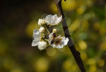 Pollination of flowers by bees pears. White pear flowers is a source of nectar for bees. Pollination of fruit trees.