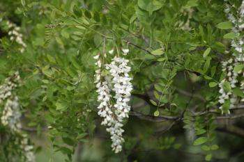 Flowering acacia white grapes. White flowers of prickly acacia, pollinated by bees.