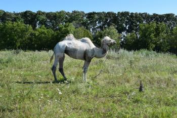 Camel on a pasture. Animals on private farm.