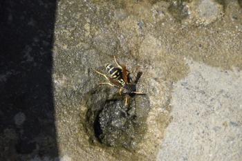 Wasps Polistes drink water. Watering in the summer heat.