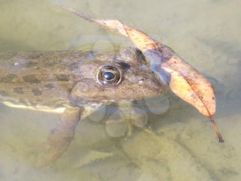  Frog in water. Amphibious in a native habitat.                             