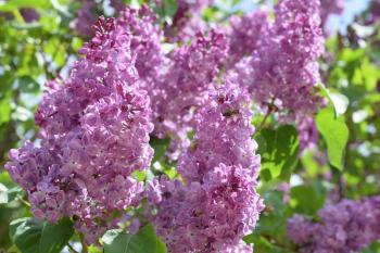 Bombyliidae and bee on lilac. Beautiful purple lilac flowers outdoors. Lilac flowers on the branches