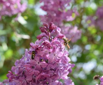 Bee and wasp on lilac. Shaggy fly on lilac colors. insect pollinator