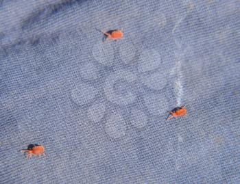 Red velvet mite on a blue rag. Running mite. Close up macro Red velvet mite or Trombidiidae