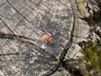 Red velvet tick on the stump. Close up macro Red velvet mite or Trombidiidae in natural environment.