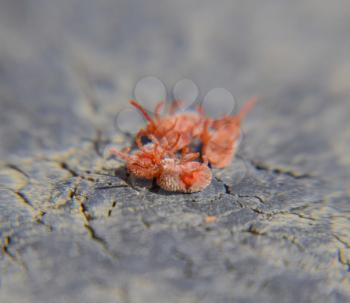 Close up macro Red velvet mite or Trombidiidae.