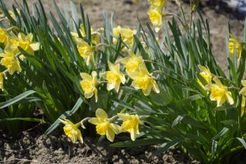 Flowers daffodil yellow. Spring flowering bulb plants in the flowerbed.