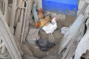 Hens in the yard of a hen house. Cultivation of poultry.