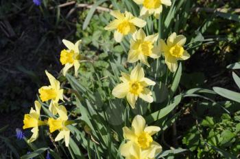 Flowers daffodil yellow. Spring flowering bulb plants in the flowerbed.