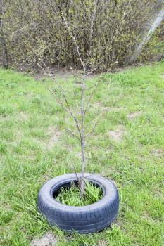 Protection of young seedlings with the help of an old rubber wheel tire.