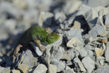 An ordinary quick green lizard. Lizard on the rubble. Sand lizard, lacertid lizard