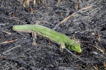 An ordinary quick green lizard. Lizard on the ground amidst ash and ash after a fire. Sand lizard, lacertid.