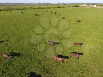 Grazing horses on the field. Shooting horses from quadrocopter. Pasture for horses