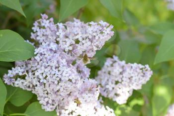 Beautiful purple lilac flowers outdoors. Lilac flowers on the branches