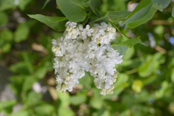 White Lilac. Beautiful purple lilac flowers outdoors. Lilac flowers on the branches