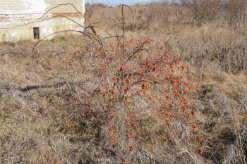 Wild rose bush with preserved it until the spring berries. Bush with fruits.
