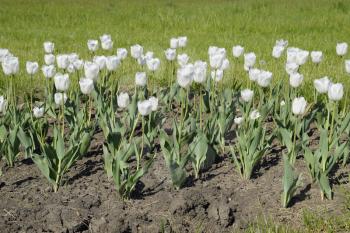 A flower bed with white tulips. White tulips, bulbous plants. White flowers.