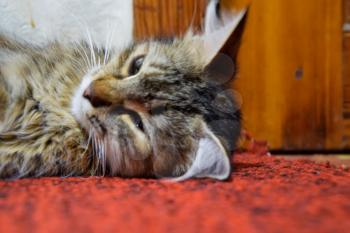 A striped cat lies on the carpet. Domestic cat