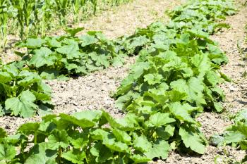 Vegetable garden with zucchini and corn. Vegetable beds in the garden. Weed beds