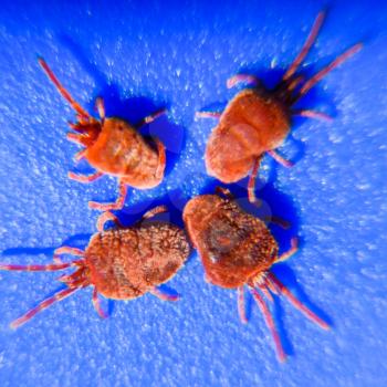 Close up macro Red velvet mite or Trombidiidae. Arthropod mites on a blue background.