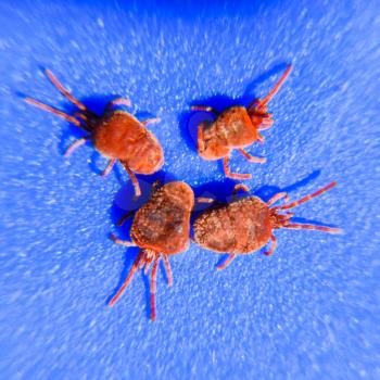 Close up macro Red velvet mite or Trombidiidae. Arthropod mites on a blue background.