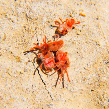Close up macro Red velvet mite or Trombidiidae. Arthropod mites on the ground.